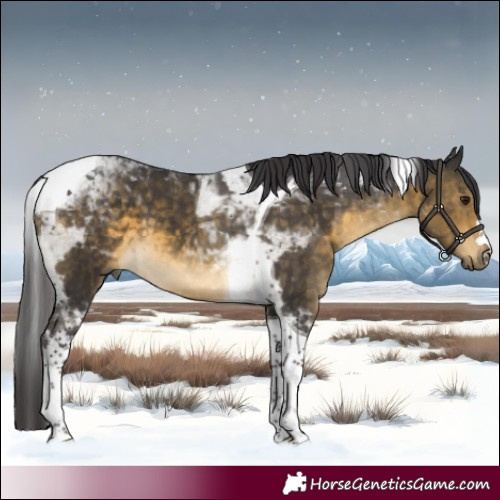 Horse Color:Buckskin Tobiano 