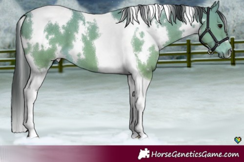 Horse Color:White Spotted Buckskin Tobiano 