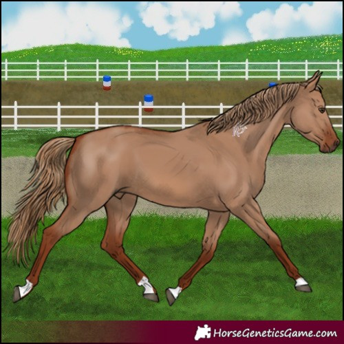 Horse Color:Red Dun 
