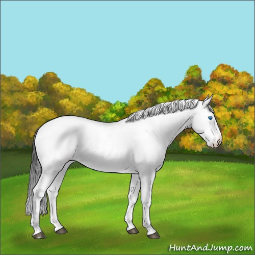 Horse Color:Liver Chestnut Frame 