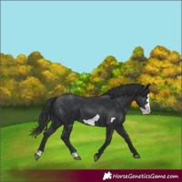 Horse Color:Black Frame 