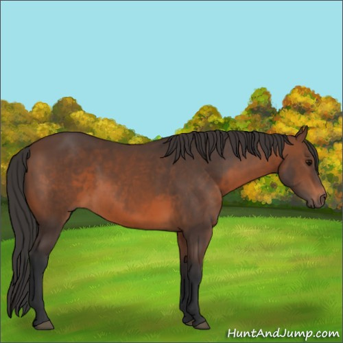 Horse Color:Brown 