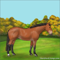 Horse Color:Unknown 
