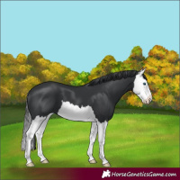 Horse Color:Black Splash 