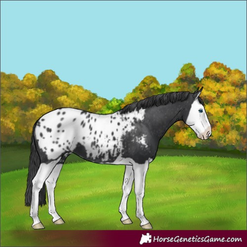 Horse Color:Black Splash Appaloosa 