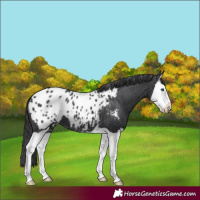 Horse Color:Black Splash Appaloosa