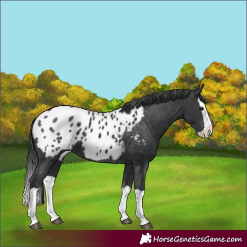 Horse Color:Black Splash Appaloosa 