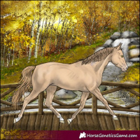 Horse Color:Gold Champagne 