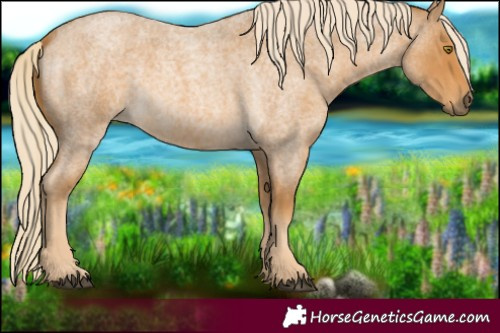 Horse Color:Palomino Roan 