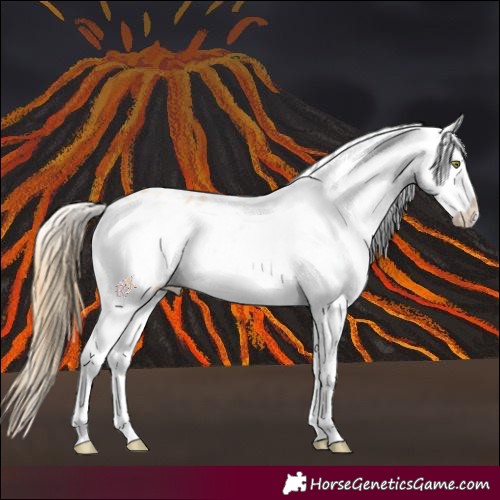 Horse Color:White Spotted Gold Champagne Appaloosa 