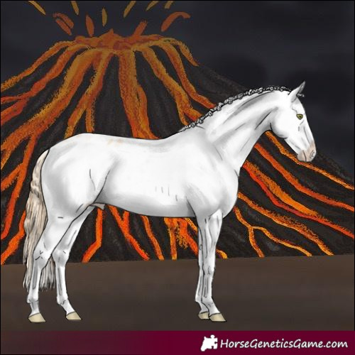 Horse Color:White Spotted Gold Champagne Appaloosa 