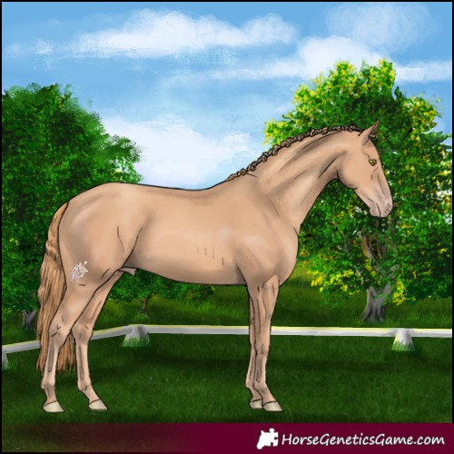 Horse Color:Gold Champagne 