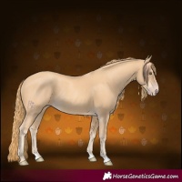 Horse Color:Gold Champagne Rabicano