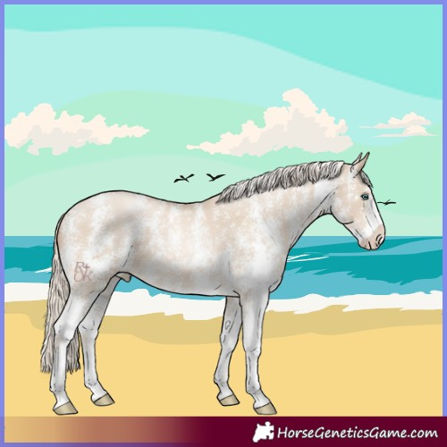 Horse Color:Chocolate Palomino Pearl Dun Sabino 