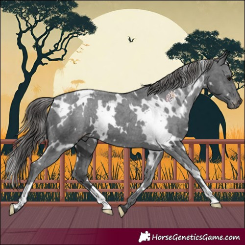 Horse Color:White Spotted Black Appaloosa 