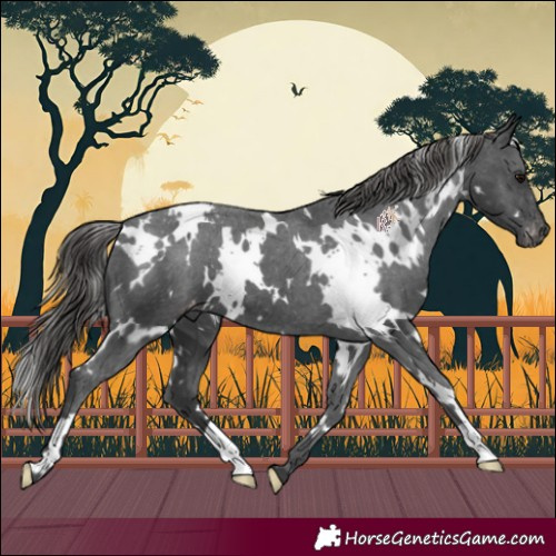 Horse Color:White Spotted Black Appaloosa 