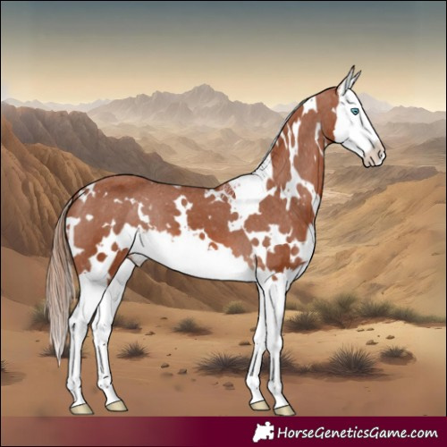 Horse Color:White Spotted Chestnut Splash Appaloosa 