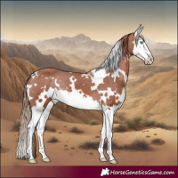 Horse Color:White Spotted Chestnut Splash Appaloosa 
