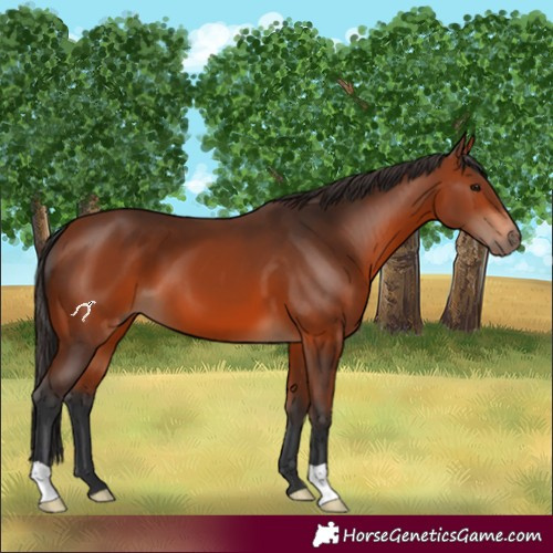 Horse Color:Bay 