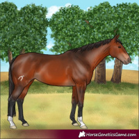 Horse Color:Bay 