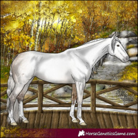 Horse Color:Gray Silver Bay Dun 
