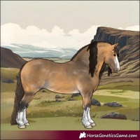 Horse Color:Buckskin 