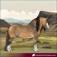 Horse Color:Buckskin 