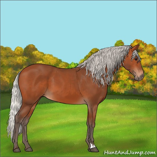 Horse Color:Silver Bay