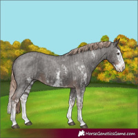 Horse Color:Liver Chestnut Sabino Splash Appaloosa  and Liver Chestnut Sabino Splash Appaloosa 