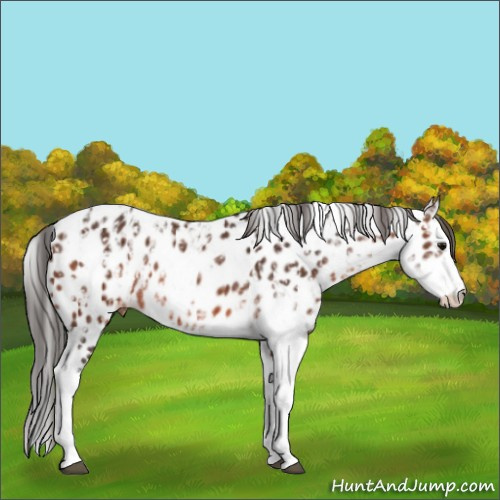 Horse Color:Brown Sabino Splash Appaloosa  and Brown Sabino Splash Appaloosa 