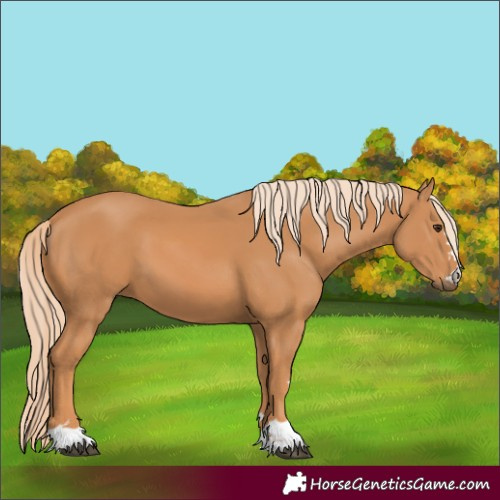 Horse Color:Chestnut 