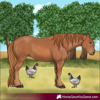 Horse Color:Chestnut 