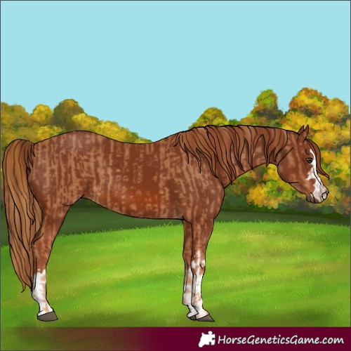Horse Color:Chestnut  and Chestnut 