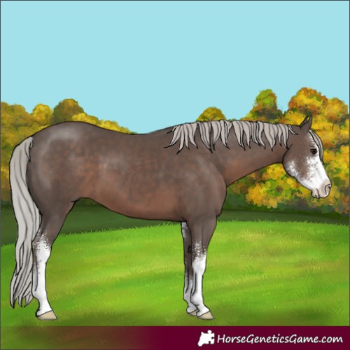 Horse Color:Silver Black Sabino 