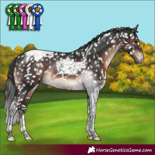 Horse Color:Brown Tobiano Appaloosa Rabicano 