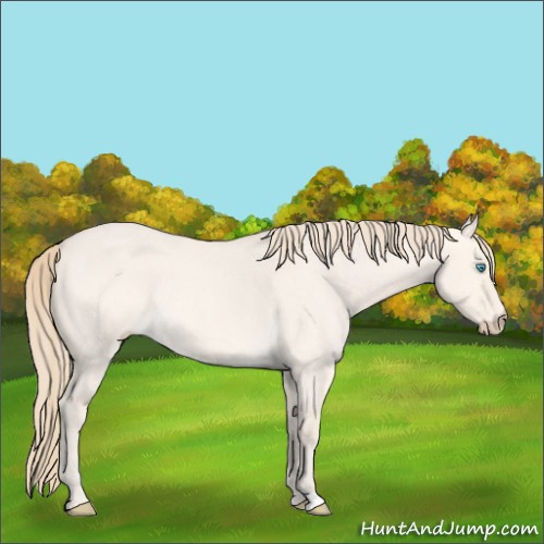 Horse Color:Perlino Roan Dun 