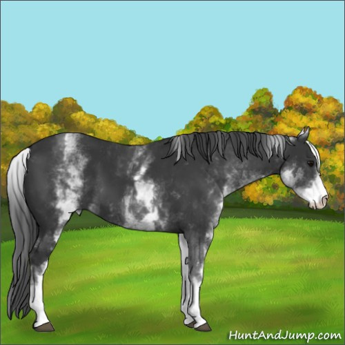 Horse Color:White Spotted Black