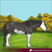 Horse Color:Smoky Black Splash 