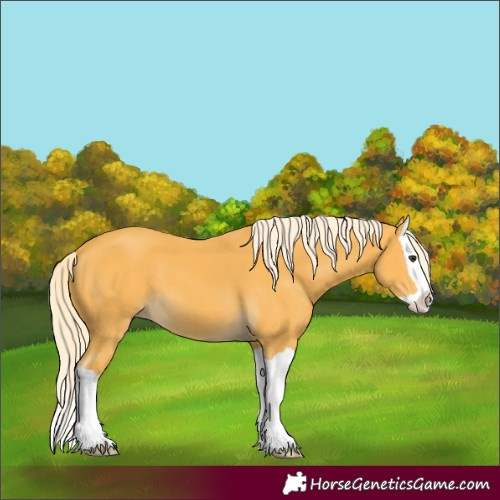 Horse Color:Palomino Splash