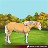 Horse Color:Palomino Splash 