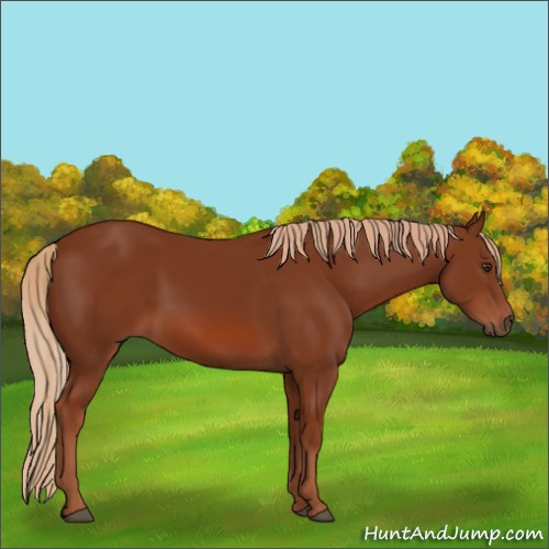 Horse Color:Chestnut 