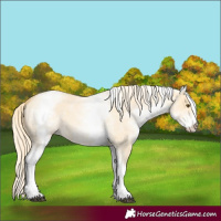 Horse Color:White Spotted Palomino Roan Dun 
