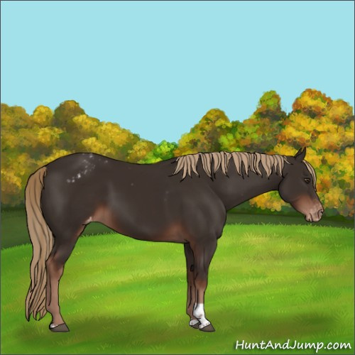 Horse Color:Liver Chestnut Tobiano Appaloosa