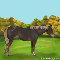 Horse Color:Liver Chestnut Tobiano Appaloosa 