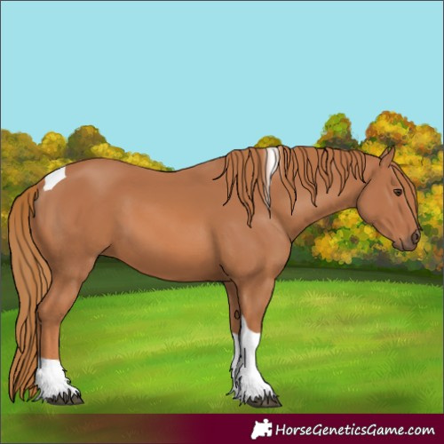 Horse Color:Chestnut Tobiano 