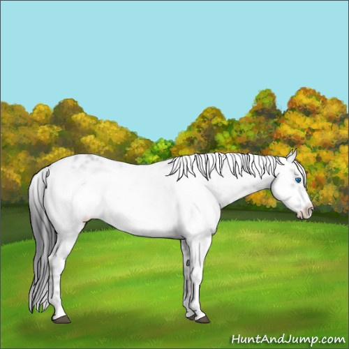 Horse Color:Black Frame 