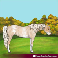 Horse Color:White Spotted Palomino Roan 