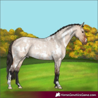 Horse Color:White Spotted Bay Roan Dun Rabicano