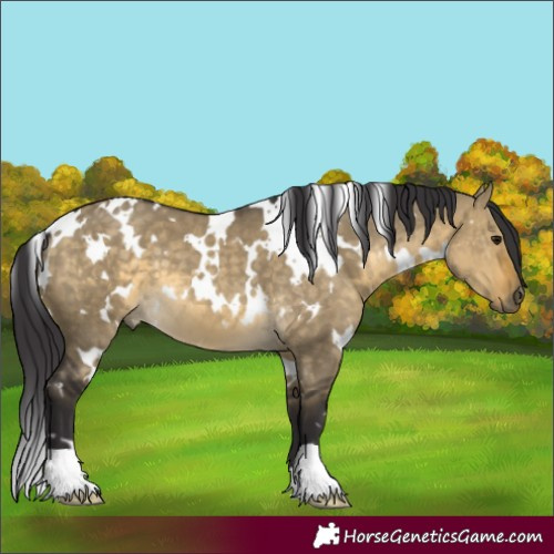 Horse Color:White Spotted Buckskin Dun 