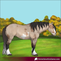 Horse Color:Bay Dun Splash Frame  and Bay Dun Splash Frame Rabicano 